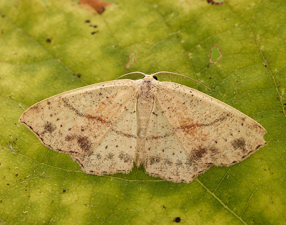 70.036 BF1680 Maiden's Blush Cyclophora punctaria