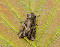 73.266 BF2159 Dog's Tooth Lacanobia suasa