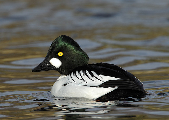 Goldeneye Bucephala clangula