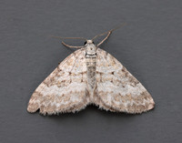 70.137 BF1807 Grass Rivulet Perizoma albulata