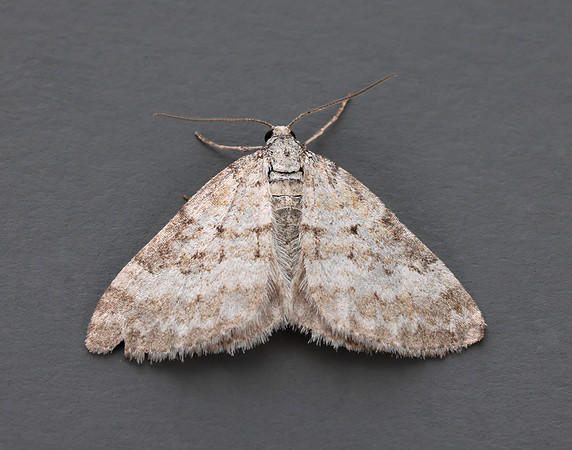 70.137 BF1807 Grass Rivulet Perizoma albulata