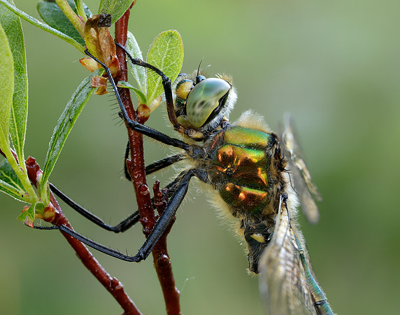 Brilliant Emerald Somatochlora metallica