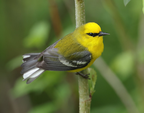 Blue-winged Warbler Vermivora cyanoptera