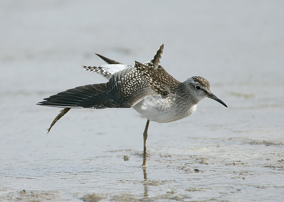 Wood Sandpiper Tringa glareola