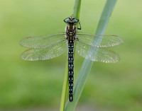 Hairy Dragonfly Brachytron pratense