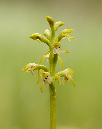 Coralroot Orchid Corallorhiza trifida