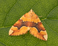 70.085 BF1765 Barred Yellow Cidaria fulvata