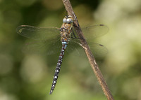 Migrant Hawker Aeshna mixta