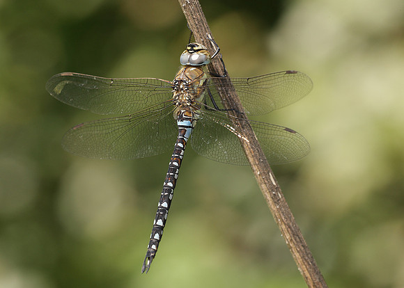 Migrant Hawker Aeshna mixta