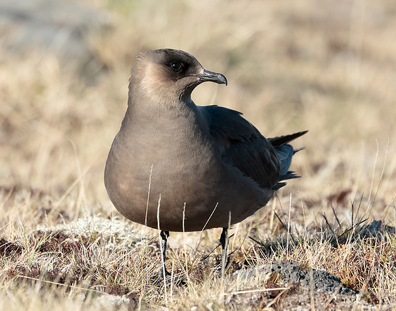 Arctic Skua Stercorarius parasiticus