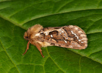 3.003 BF0018 Map-winged Swift Hepialus fusconebulosa
