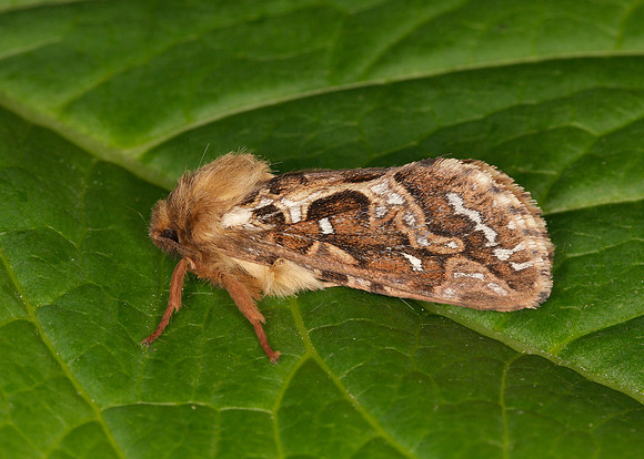 3.003 BF0018 Map-winged Swift Hepialus fusconebulosa