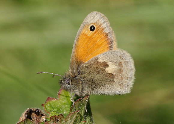 Small Heath Coenonympha pamphilus