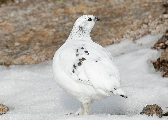 Ptarmigan Lagopus mutus