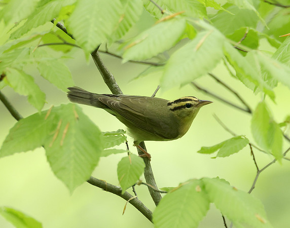 Worm-eating Warbler Helmitheros vermivorum