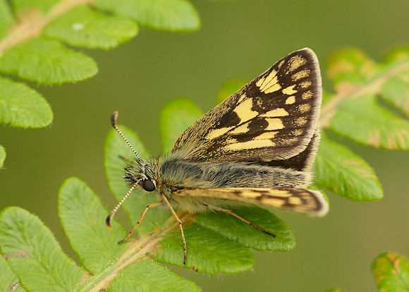 Chequered Skipper Carterocephalus palaemon