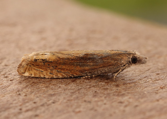 49.264 BF1202 Eucosma obumbratana