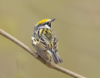 Chestnut-sided Warbler Setophaga pensylvanica