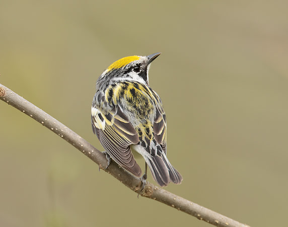 Chestnut-sided Warbler Setophaga pensylvanica
