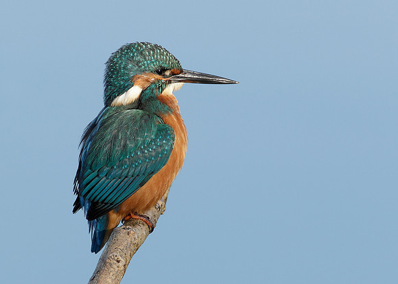 Kingfisher Alcedo atthis