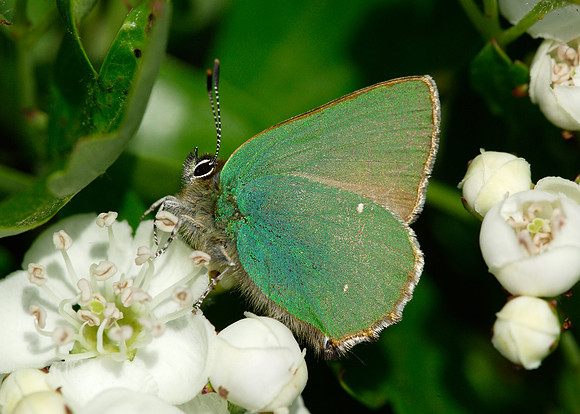 Green Hairstreak Callophrys rubi