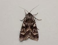 3.350 BF2137 Great Brocade Eurois occulta