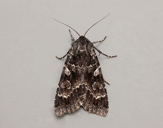 3.350 BF2137 Great Brocade Eurois occulta