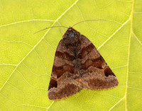 72.083 BF2463 Burnet Companion Euclidia glyphica