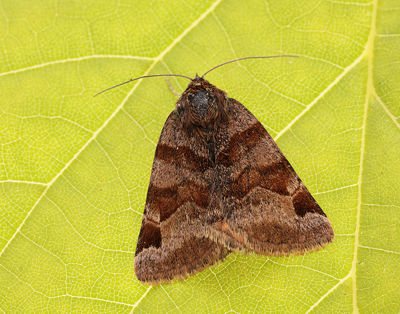 72.083 BF2463 Burnet Companion Euclidia glyphica