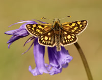 Hesperiidae Skippers