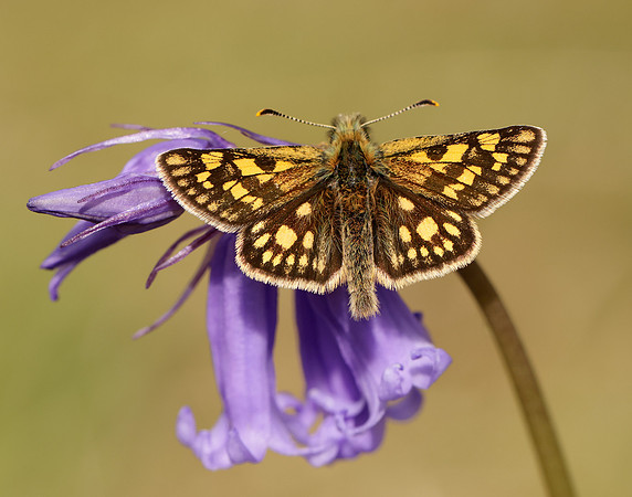 Chequered Skipper Carterocephalus palaemon
