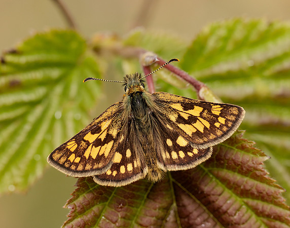Chequered Skipper Carterocephalus palaemon