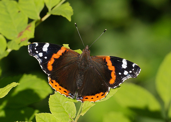 Red Admiral Vanessa atalanta