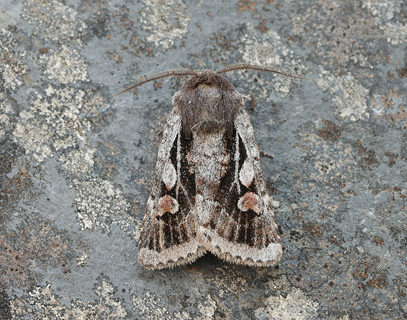 73.363 BF2125 Northern Dart Xestia alpicola