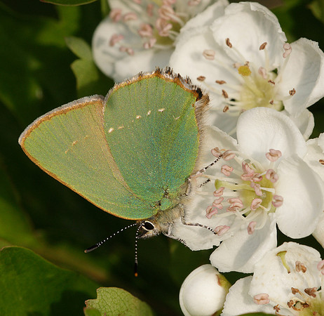 Green Hairstreak Callophrys rubi