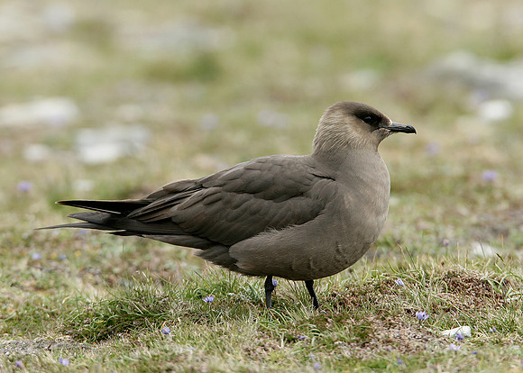 Arctic Skua Stercorarius parasiticus