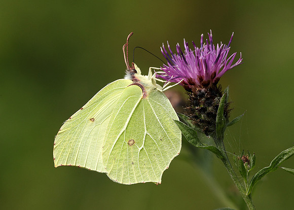 Brimstone Gonepteryx rhamni