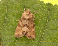 73.176 BF2340 Middle-barred Minor Oligia fasciuncula