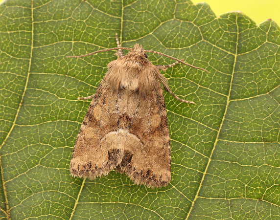 73.176 BF2340 Middle-barred Minor Oligia fasciuncula