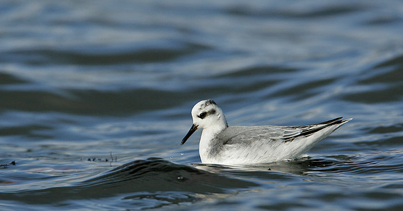 Grey Phalarope Phalaropus fulicarius