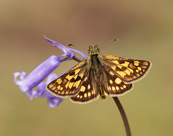 Chequered Skipper Carterocephalus palaemon