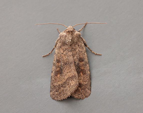 73.092 BF2387 Mottled Rustic Caradrina morpheus