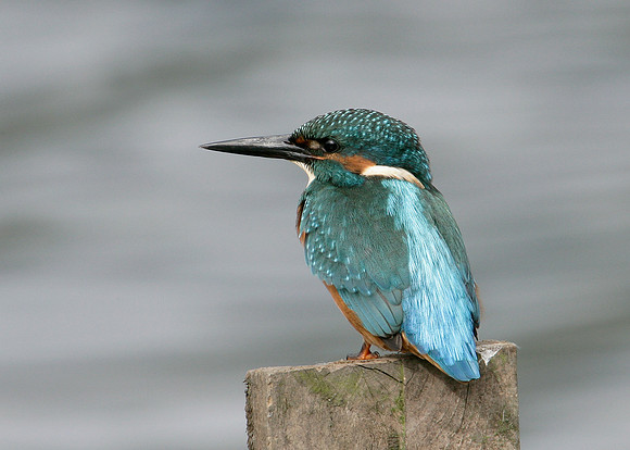 Kingfisher Alcedo atthis