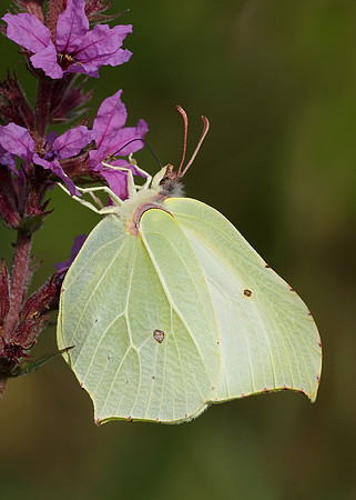 Brimstone Gonepteryx rhamni