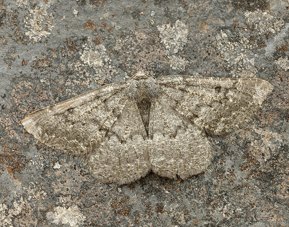 70.285 BF1963 Scotch Annulet Gnophos obfuscata