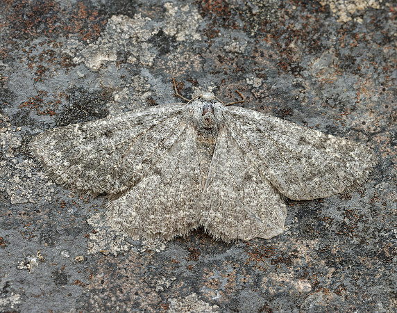 70.285 BF1963 Scotch Annulet Gnophos obfuscata