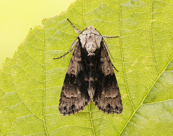 73.036 BF2281 Alder Moth Acronicta alni