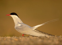 Arctic Tern Sterna paradisaea