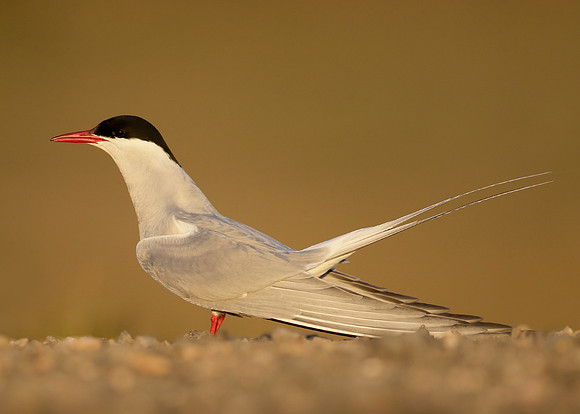 Arctic Tern Sterna paradisaea