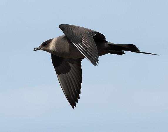 Arctic Skua Stercorarius parasiticus